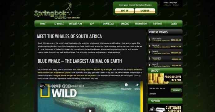Whales of South Africa